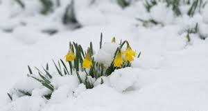 daffodils and snow