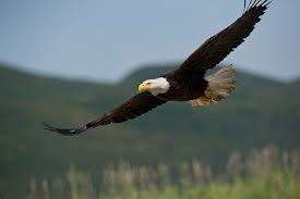 Eagle in mountains