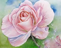 O'keefe rose for blog